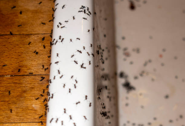 Professional Pest Control in Swansea, IL