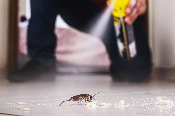 Wasp Removal Services in Swansea, IL